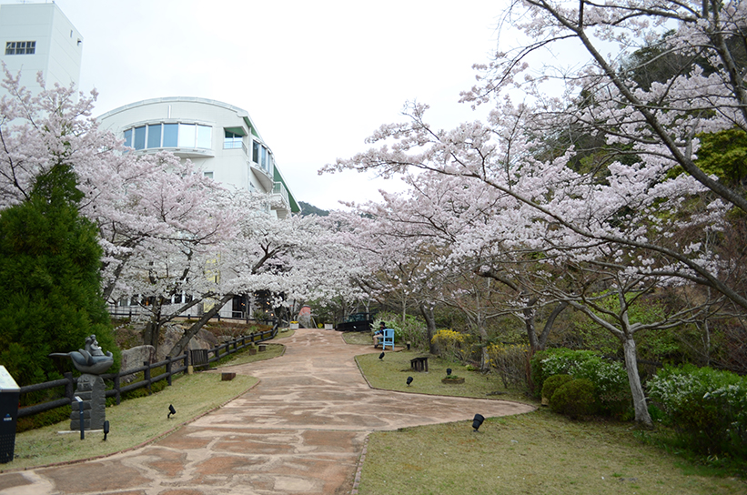 20170409　【桜情報】いちばんの見ごろを迎えています！18